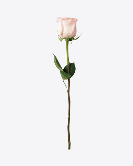 Soft Pink Rose PNG