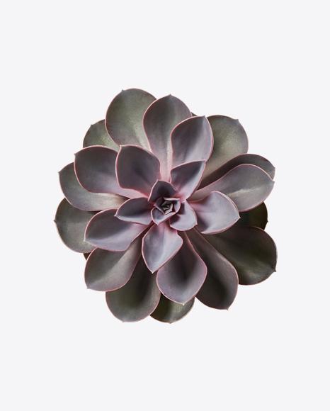 Succulent Plant PNG