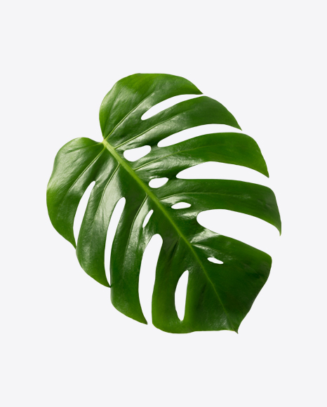 Monstera Leaf PNG