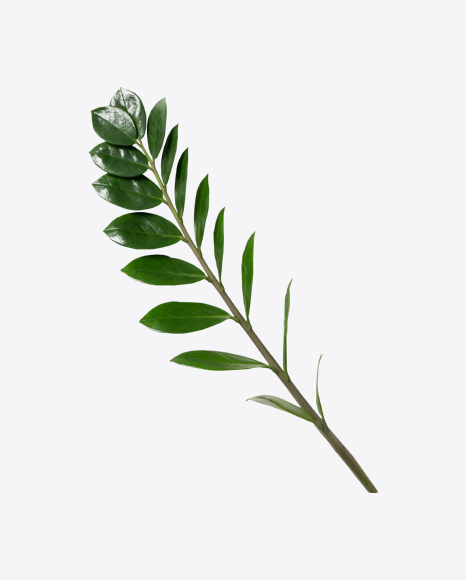 Zanzibar Gem Branch PNG