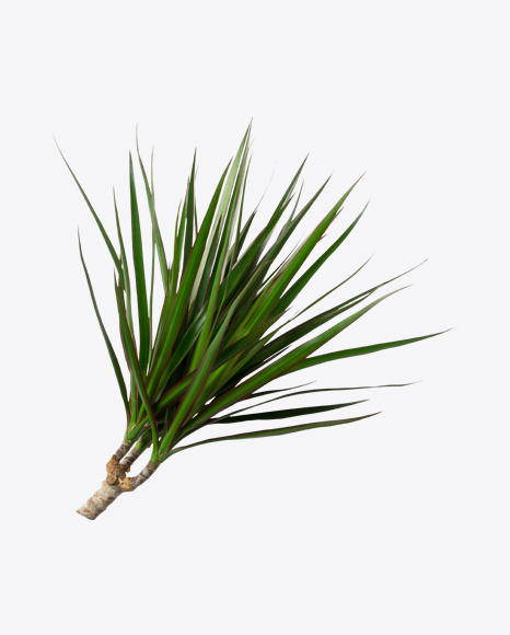 Dracaena Branch PNG