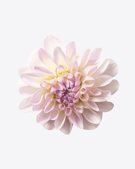 Soft Pink Aster Flower PNG