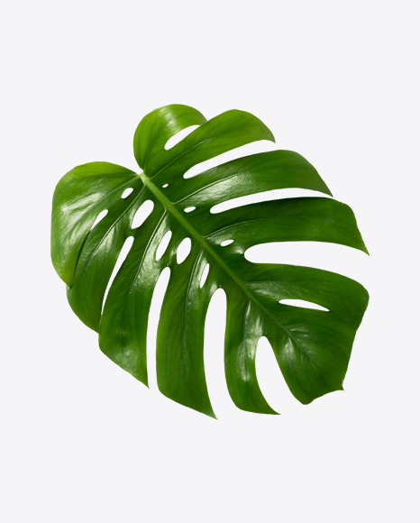Monstera Leaf PNG
