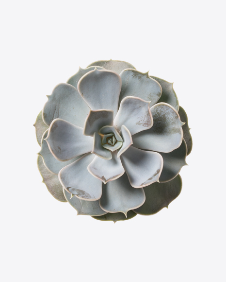 Succulent Plant PNG
