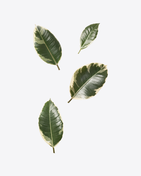 Ficus Elastica Leaves PNG