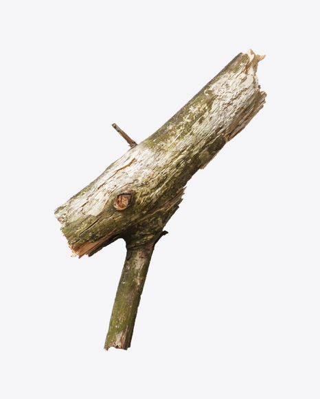 Download Tree Branch Transparent PNG on YELLOW Images