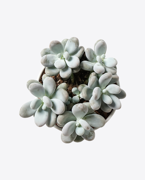 Crasula Succulent Plant PNG