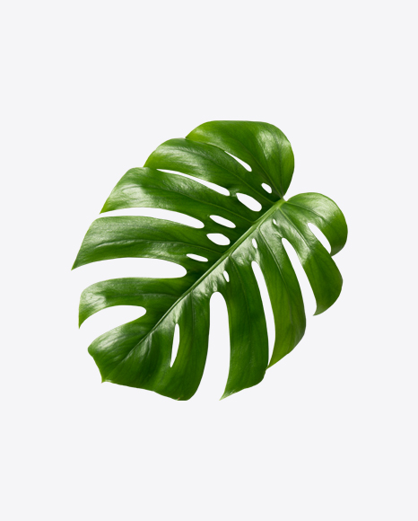 Monstera Leaf PNG