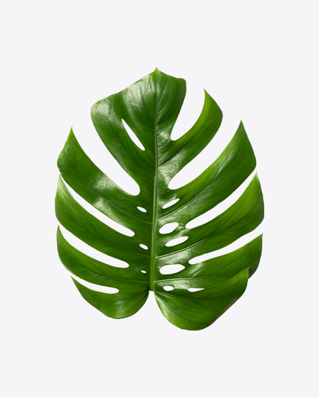 Monstera Leaf PNG