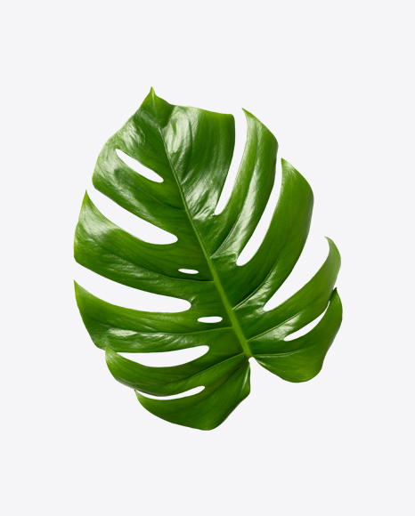 Monstera Leaf PNG