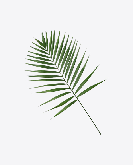 Areca Tree Leaf PNG