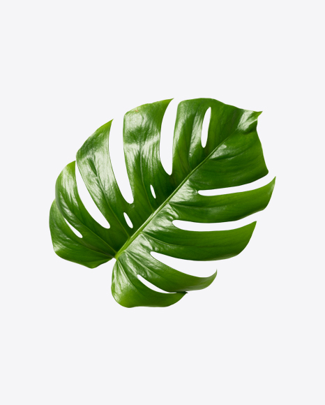 Monstera Leaf PNG