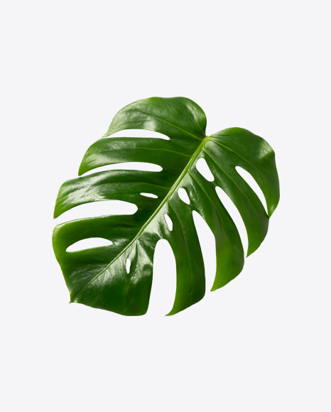 Monstera Leaf PNG
