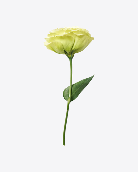 White Rose PNG