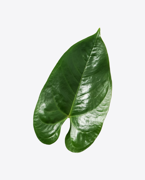 Calla Leaf PNG