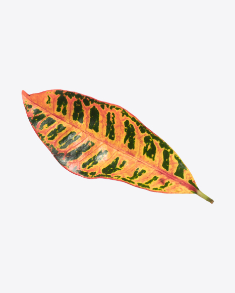 Croton Plant Leaf PNG