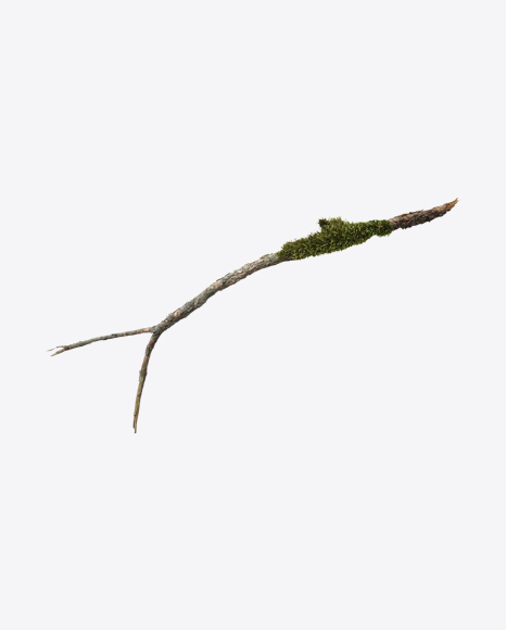 Wooden Snag with Moss PNG