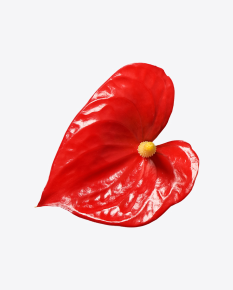 Red Calla Lily Flower PNG