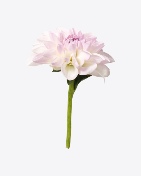 Soft Pink Aster Flower PNG