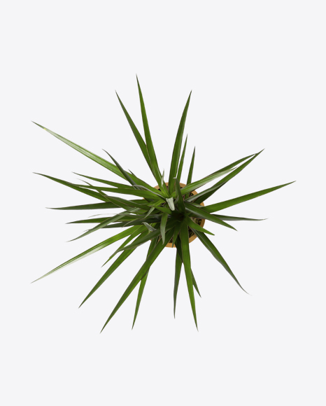 Dracena Plant PNG