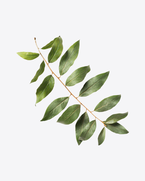 Bay Laurel Branch PNG