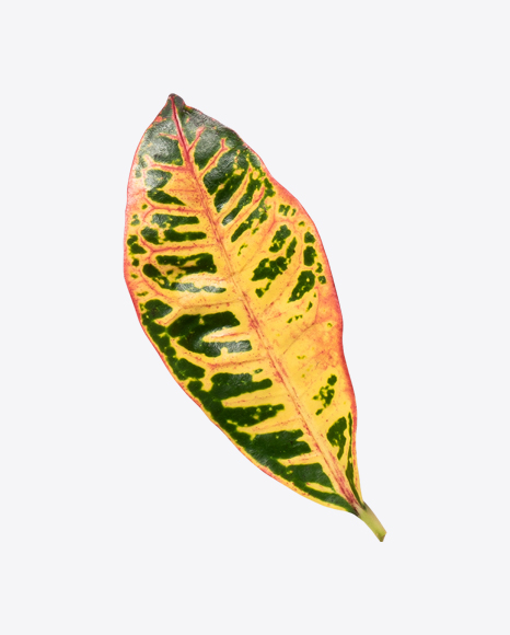 Croton Plant Leaf PNG