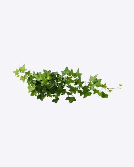 Ivy Branch PNG