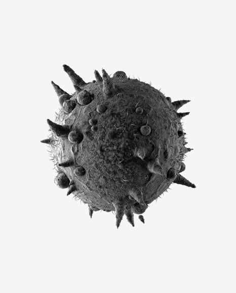 Bacteria