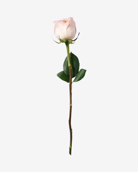 Soft Pink Rose PNG