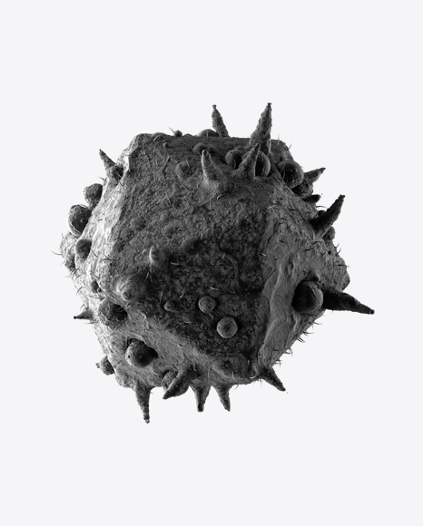 Bacteria