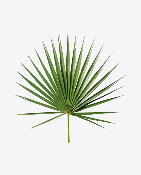 Cabbage Palm Leaf PNG