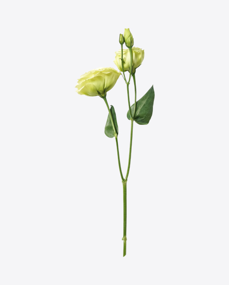 White Bush Rose PNG
