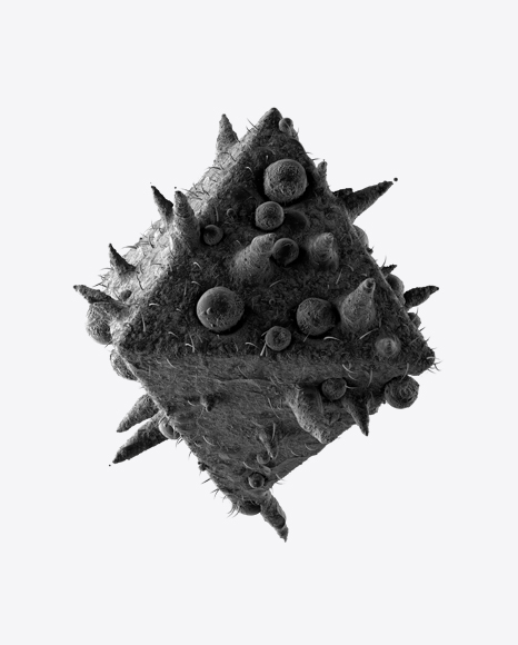 Bacteria