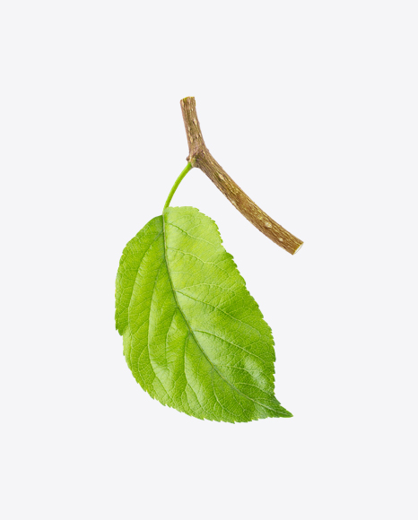 Apple Tree Leaf