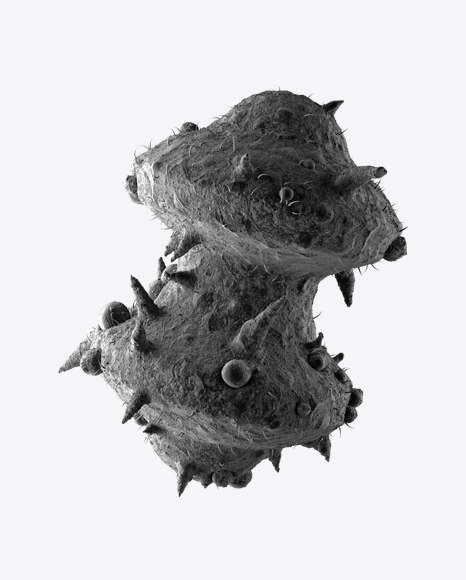 Bacteria