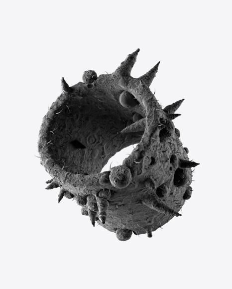 Bacteria