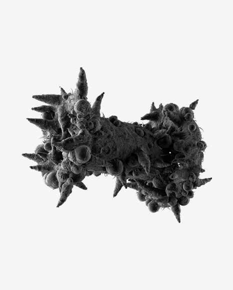 Bacteria