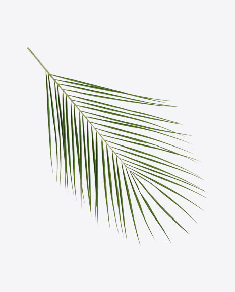 Areca Tree Leaf PNG