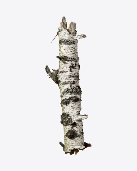 Wooden Snag PNG