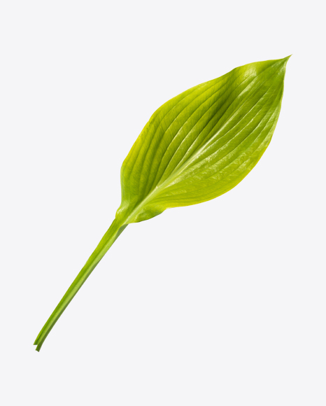 Green Leaf PNG