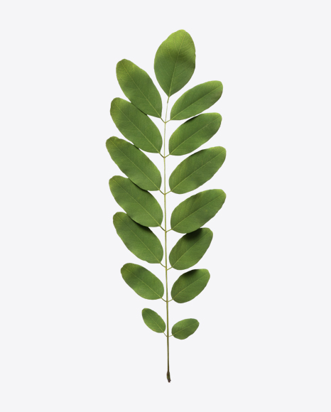 Tree Branch PNG