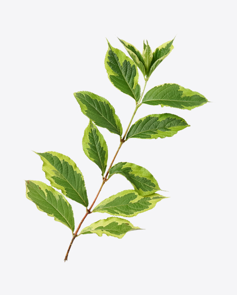 Tree Branch PNG