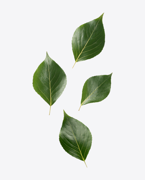 Green Leaves PNG