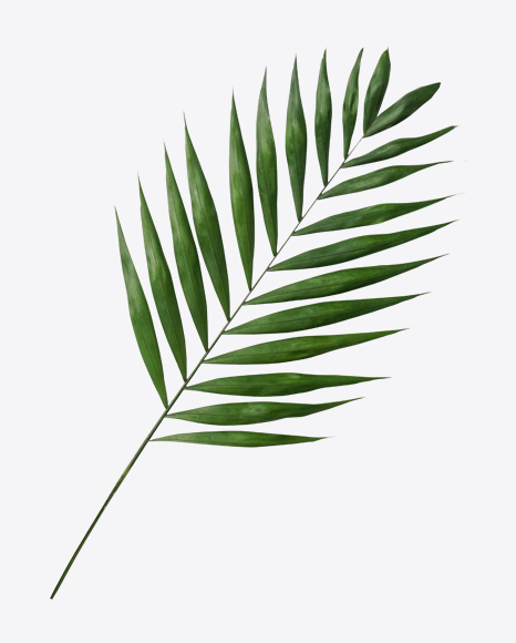 Areca Tree Leaf PNG