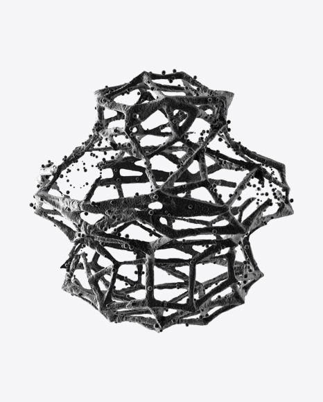 Radiolaria