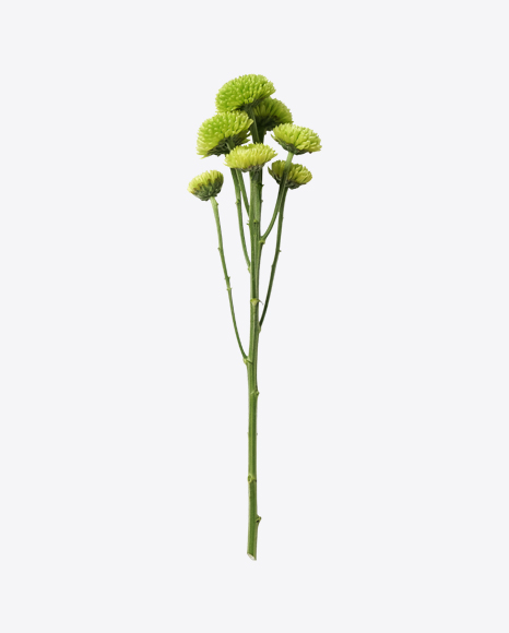 Green Chrysanthemum Branch PNG