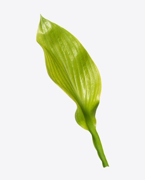 Green Leaf PNG
