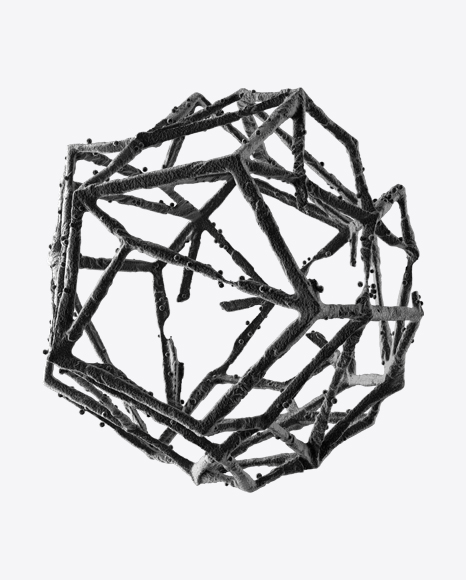Radiolaria