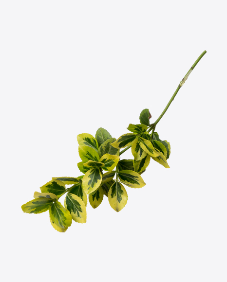 Tree Branch PNG