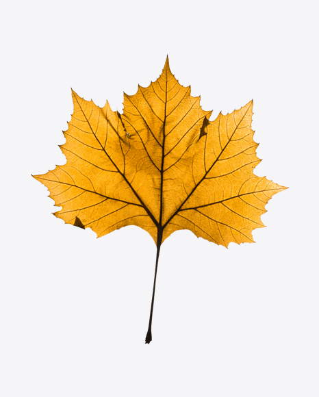 Dried Maple Leaf